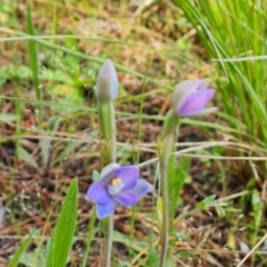 Thelymitra sp. (A sun orchid) at Isaacs, ACT - 2 Nov 2021 by Mike