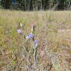 Thelymitra (Genus) (Sun Orchid) at Isaacs, ACT - 2 Nov 2021 by Mike