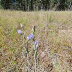 Thelymitra sp. (A sun orchid) at Isaacs, ACT - 2 Nov 2021 by Mike