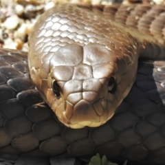 Pseudonaja textilis (Eastern Brown Snake) at Acton, ACT - 1 Nov 2021 by JohnBundock