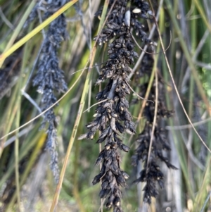 Gahnia subaequiglumis at Paddys River, ACT - 1 Nov 2021 04:25 PM