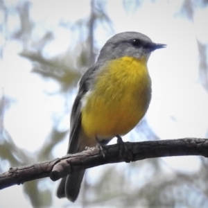 Eopsaltria australis at Acton, ACT - 2 Nov 2021