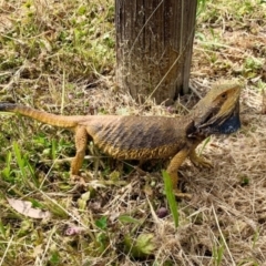 Pogona barbata (Eastern Bearded Dragon) at Red Hill to Yarralumla Creek - 31 Oct 2021 by ruthkerruish