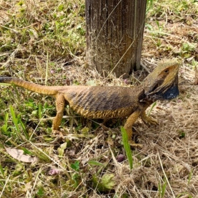 Pogona barbata (Eastern Bearded Dragon) at Hughes Garran Woodland - 31 Oct 2021 by ruthkerruish