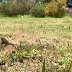 Pogona barbata at Garran, ACT - 1 Nov 2021