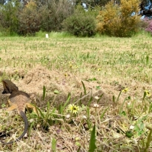 Pogona barbata at Garran, ACT - 1 Nov 2021