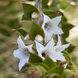 Epacris breviflora at Tennent, ACT - 1 Nov 2021