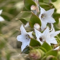 Epacris breviflora at Tennent, ACT - 1 Nov 2021