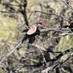 Hakea decurrens (Bushy Needlewood) at Namadgi National Park - 1 Nov 2021 by JaneR