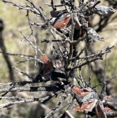 Hakea decurrens at Tennent, ACT - 1 Nov 2021 02:44 PM