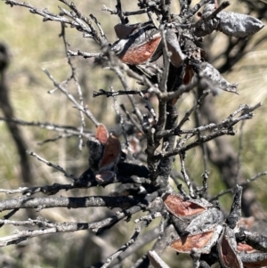 Hakea decurrens at Tennent, ACT - 1 Nov 2021 02:44 PM