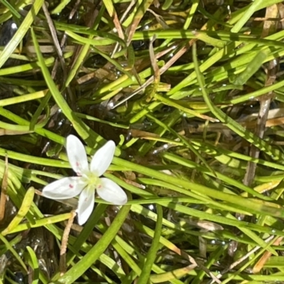 Montia australasica (White Purslane) at Tennent, ACT - 1 Nov 2021 by JaneR