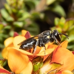 Hylaeus (Xenohylaeus) leptospermi (A masked bee) at Black Mountain - 1 Nov 2021 by Roger
