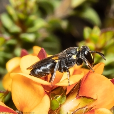 Hylaeus (Xenohylaeus) leptospermi (A masked bee) at Black Mountain - 1 Nov 2021 by Roger