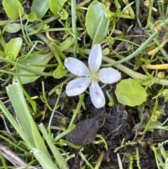 Montia australasica (White Purslane) at Namadgi National Park - 1 Nov 2021 by JaneR