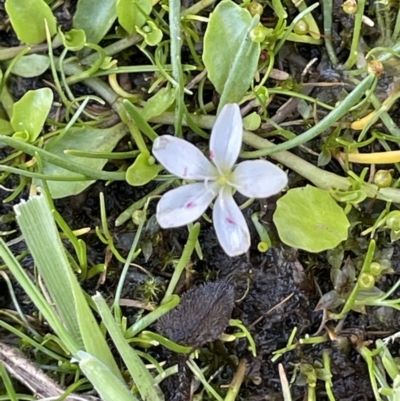 Montia australasica (White Purslane) at Namadgi National Park - 1 Nov 2021 by JaneR