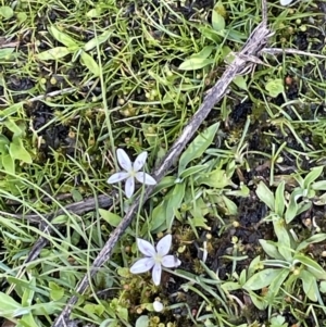 Montia australasica at Cotter River, ACT - 1 Nov 2021 04:00 PM