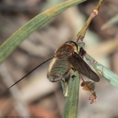 Comptosia apicalis (A bee fly) at Black Mountain - 2 Nov 2021 by Roger