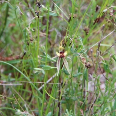 Caladenia actensis (Canberra Spider Orchid) at Mount Majura - 2 Nov 2021 by petersan