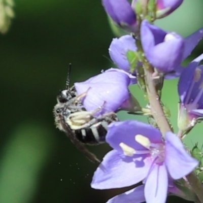 Lasioglossum (Chilalictus) sp. (genus & subgenus) (Halictid bee) at Cook, ACT - 26 Oct 2021 by Tammy