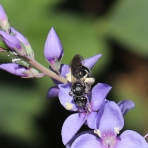 Lasioglossum (Chilalictus) sp. (genus & subgenus) at Cook, ACT - 26 Oct 2021