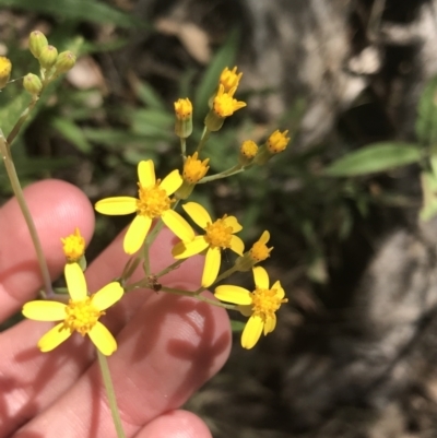 Senecio linearifolius var. arachnoideus (Cobweb Fireweed Groundsel) at Bungonia National Park - 30 Oct 2021 by Tapirlord