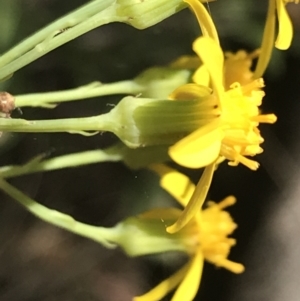 Senecio linearifolius var. arachnoideus at Bungonia, NSW - 31 Oct 2021