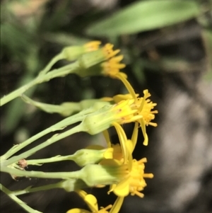 Senecio linearifolius var. arachnoideus at Bungonia, NSW - 31 Oct 2021