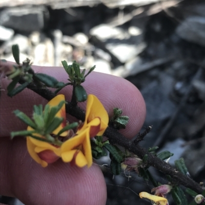 Pultenaea microphylla (Egg and Bacon Pea) at Bungonia National Park - 30 Oct 2021 by Tapirlord