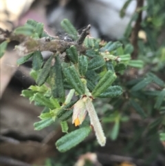 Pultenaea microphylla at Bungonia, NSW - 31 Oct 2021