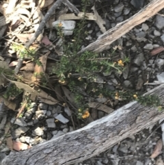 Pultenaea microphylla at Bungonia, NSW - 31 Oct 2021 10:39 AM