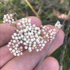 Ozothamnus diosmifolius (Rice Flower, White Dogwood, Sago Bush) at Bungonia, NSW - 31 Oct 2021 by Tapirlord