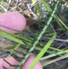 Ozothamnus diosmifolius at Bungonia, NSW - 31 Oct 2021 10:44 AM