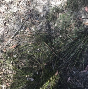 Ozothamnus diosmifolius at Bungonia, NSW - 31 Oct 2021