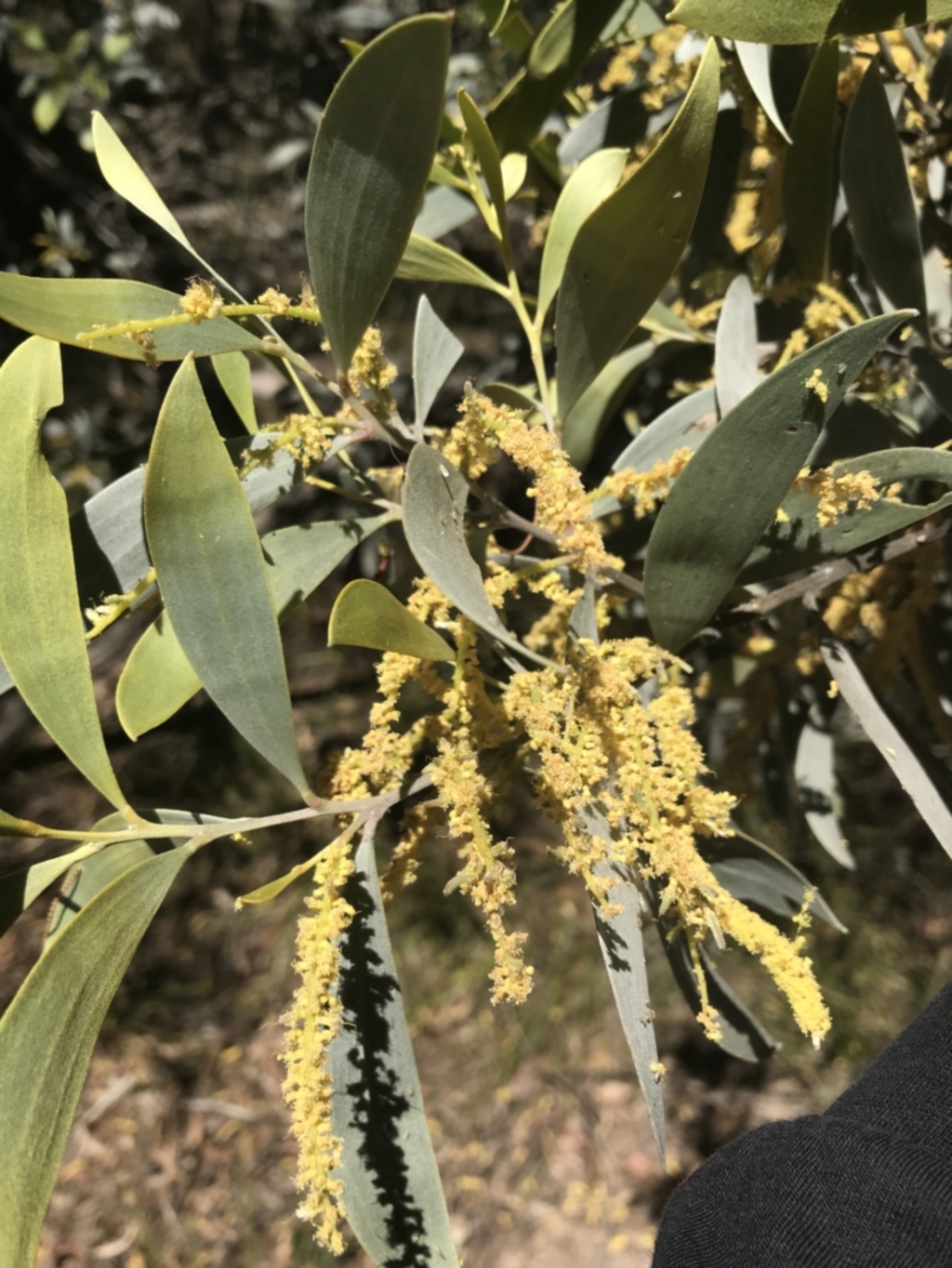 Acacia binervia at Bungonia, NSW - 31 Oct 2021