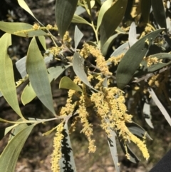 Acacia binervia (Coastal Myall, Kai'arrewan) at Bungonia, NSW - 30 Oct 2021 by Tapirlord