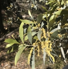 Acacia binervia at Bungonia, NSW - 31 Oct 2021