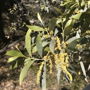 Acacia binervia at Bungonia, NSW - 31 Oct 2021