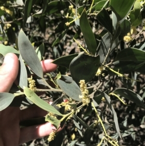 Acacia binervia at Bungonia, NSW - 31 Oct 2021