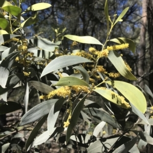 Acacia binervia at Bungonia, NSW - 31 Oct 2021