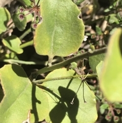 Dampiera purpurea at Bungonia, NSW - 31 Oct 2021