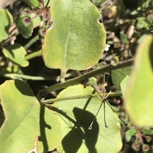 Dampiera purpurea at Bungonia, NSW - 31 Oct 2021