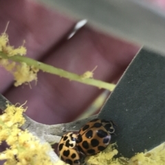 Harmonia conformis (Common Spotted Ladybird) at Bungonia, NSW - 31 Oct 2021 by Tapirlord