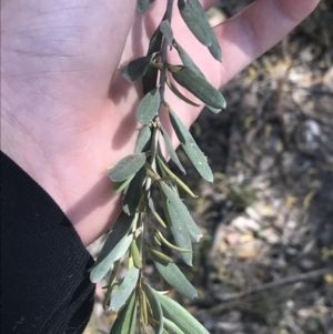 Grevillea arenaria subsp. arenaria at Bungonia, NSW - 31 Oct 2021