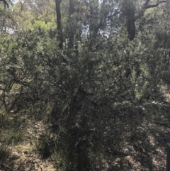 Grevillea arenaria subsp. arenaria at Bungonia, NSW - 31 Oct 2021