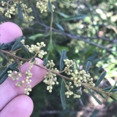 Pomaderris angustifolia (Pomaderris) at Bungonia, NSW - 30 Oct 2021 by Tapirlord