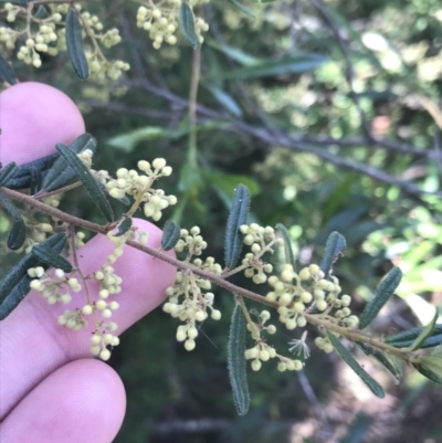 Pomaderris angustifolia (Pomaderris) at Bungonia National Park - 30 Oct 2021 by Tapirlord