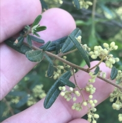 Pomaderris angustifolia at Bungonia, NSW - 31 Oct 2021