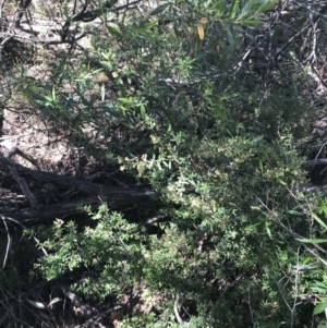 Pomaderris angustifolia at Bungonia, NSW - 31 Oct 2021