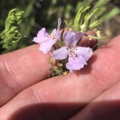 Westringia eremicola (Slender Western Rosemary) at Bungonia, NSW - 30 Oct 2021 by Tapirlord